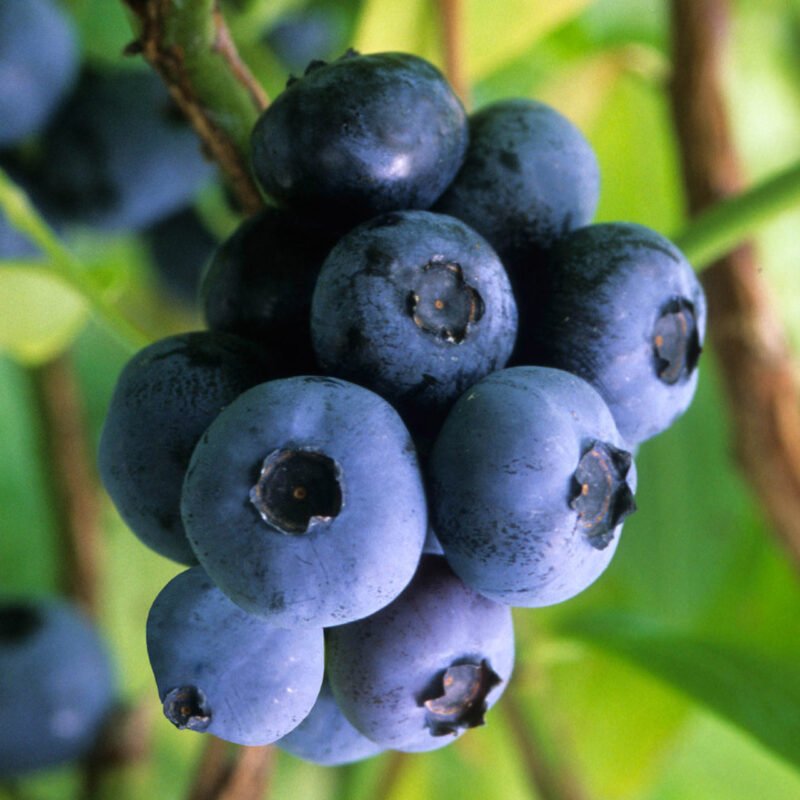 Blueberry