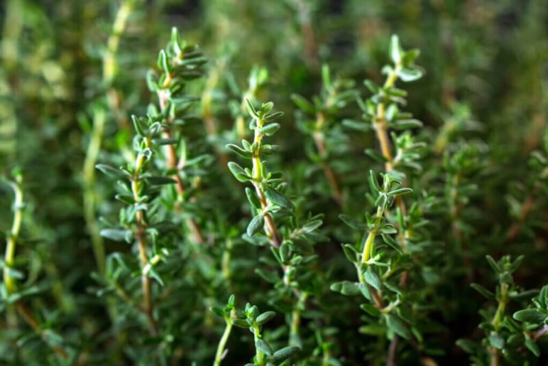 THYME