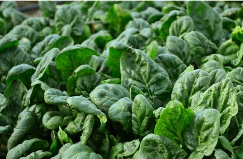SPINACH