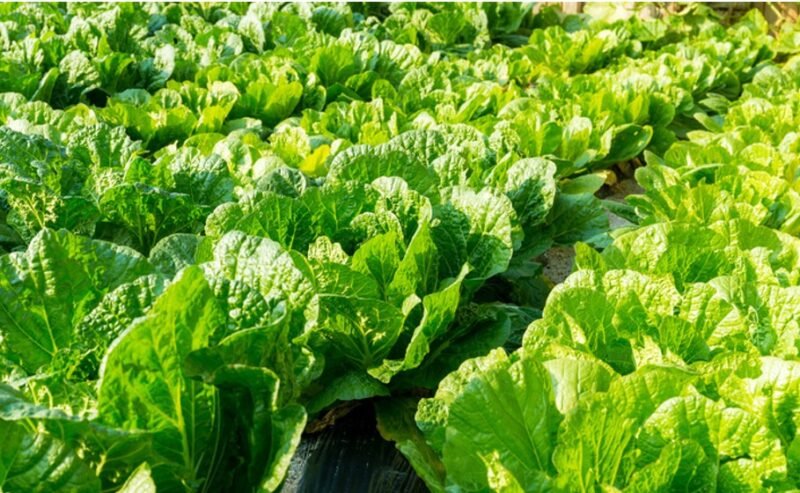 LETTUCE