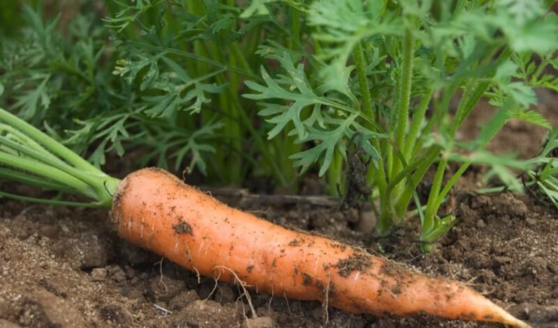 CARROT